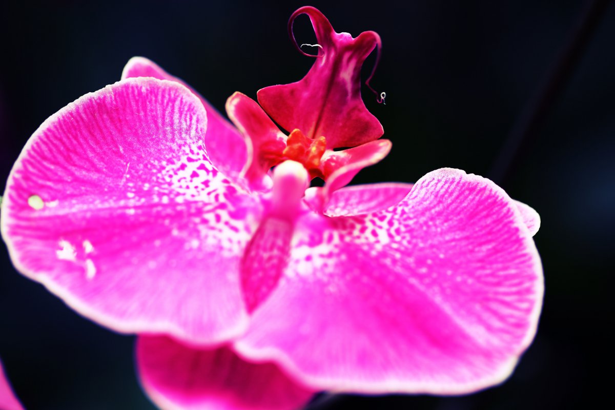 Phalaenopsis macro photography HD pictures