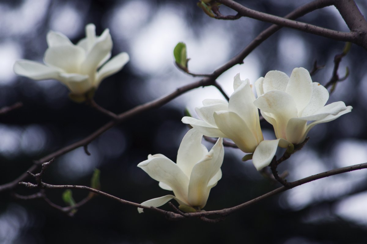 White magnolia flower picture download