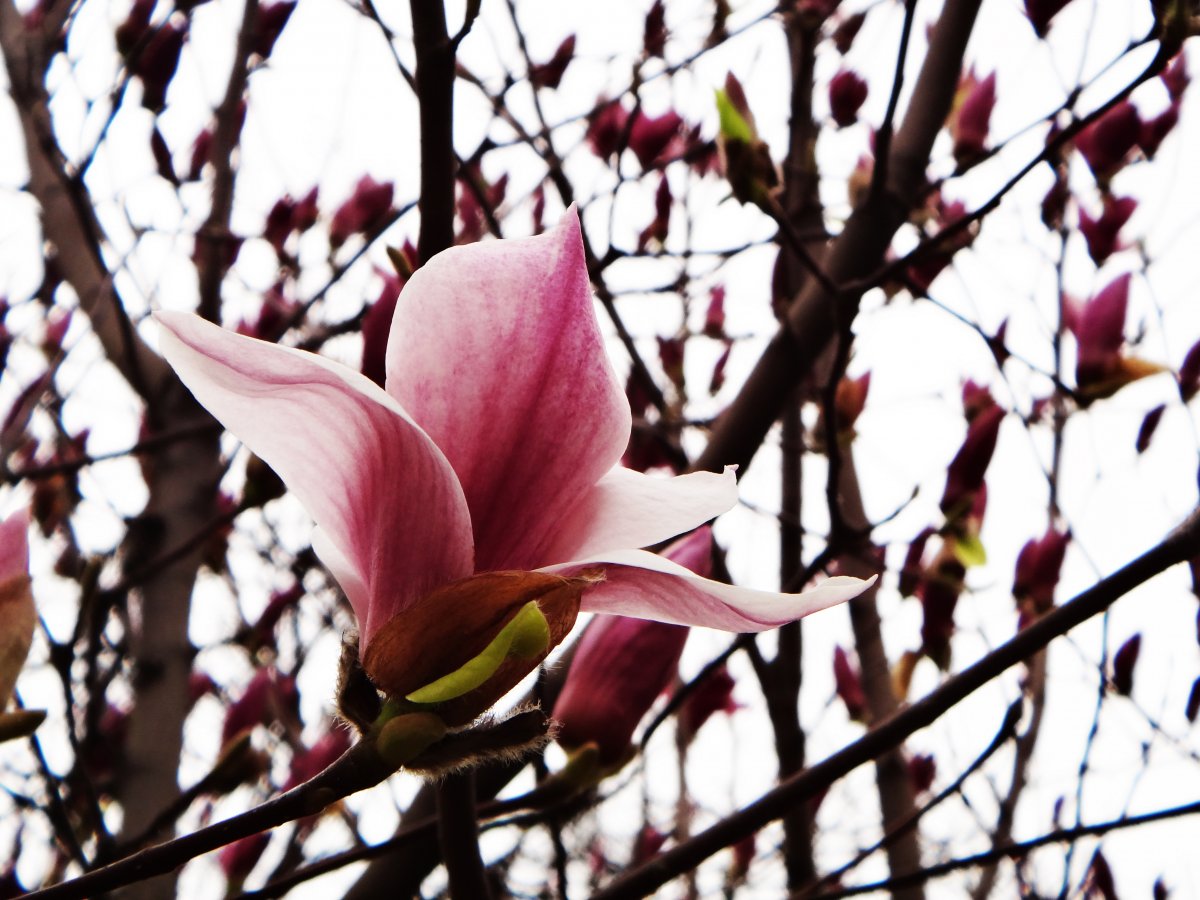 Natural flowers magnolia pictures