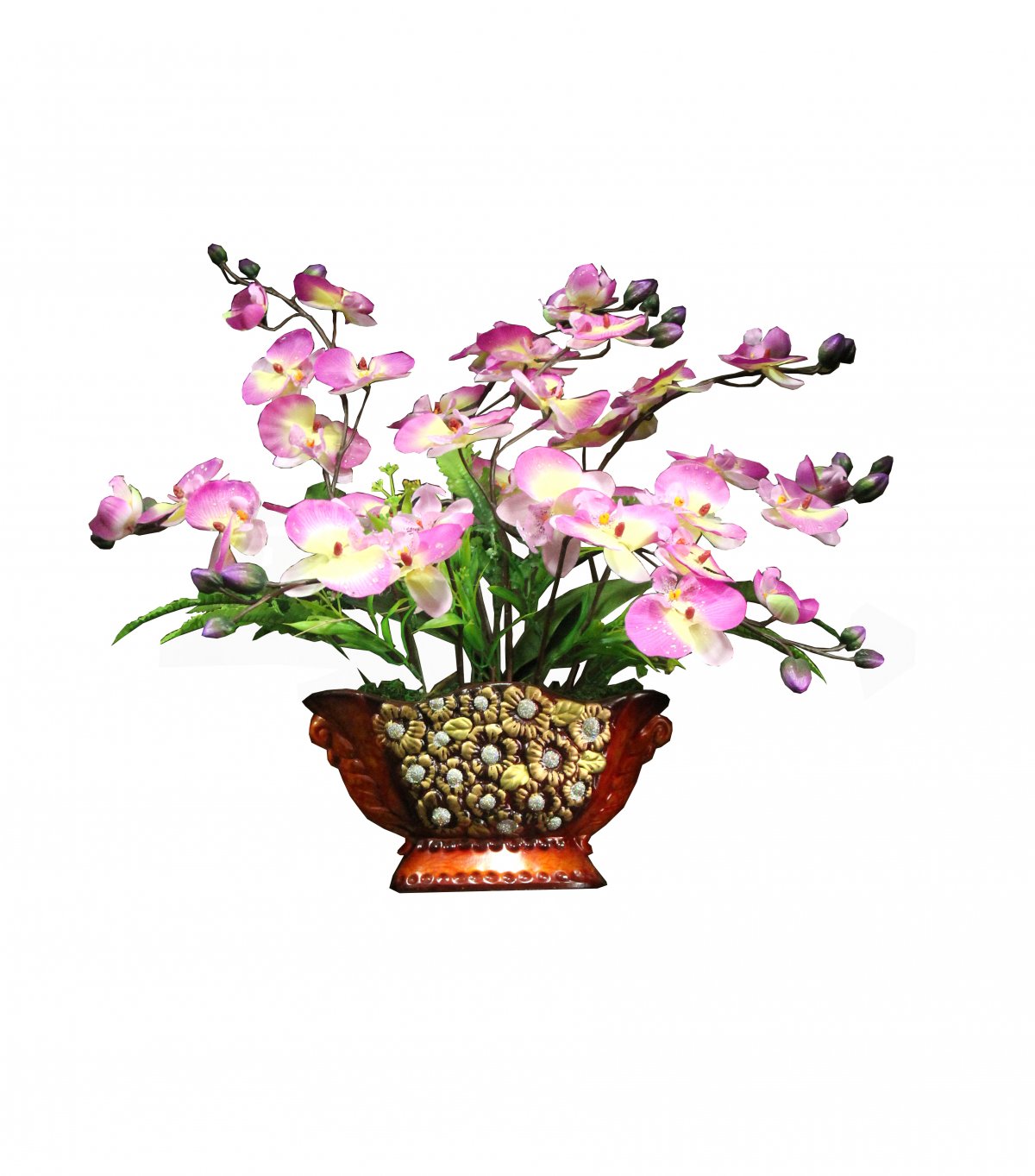 Phalaenopsis pictures