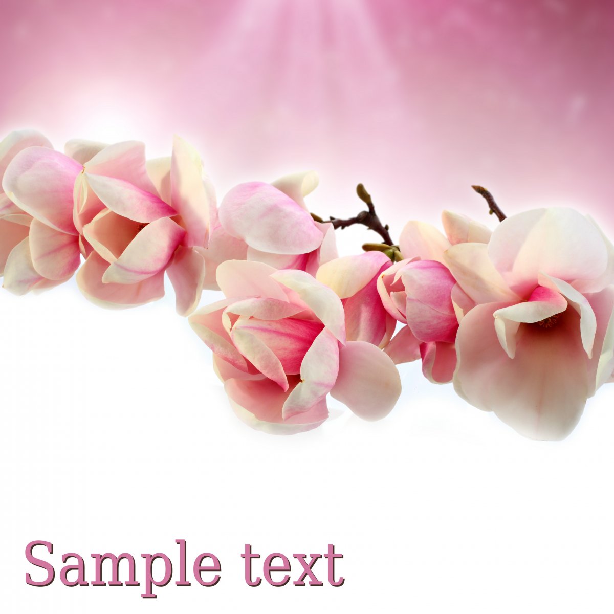 Elegant magnolia pictures