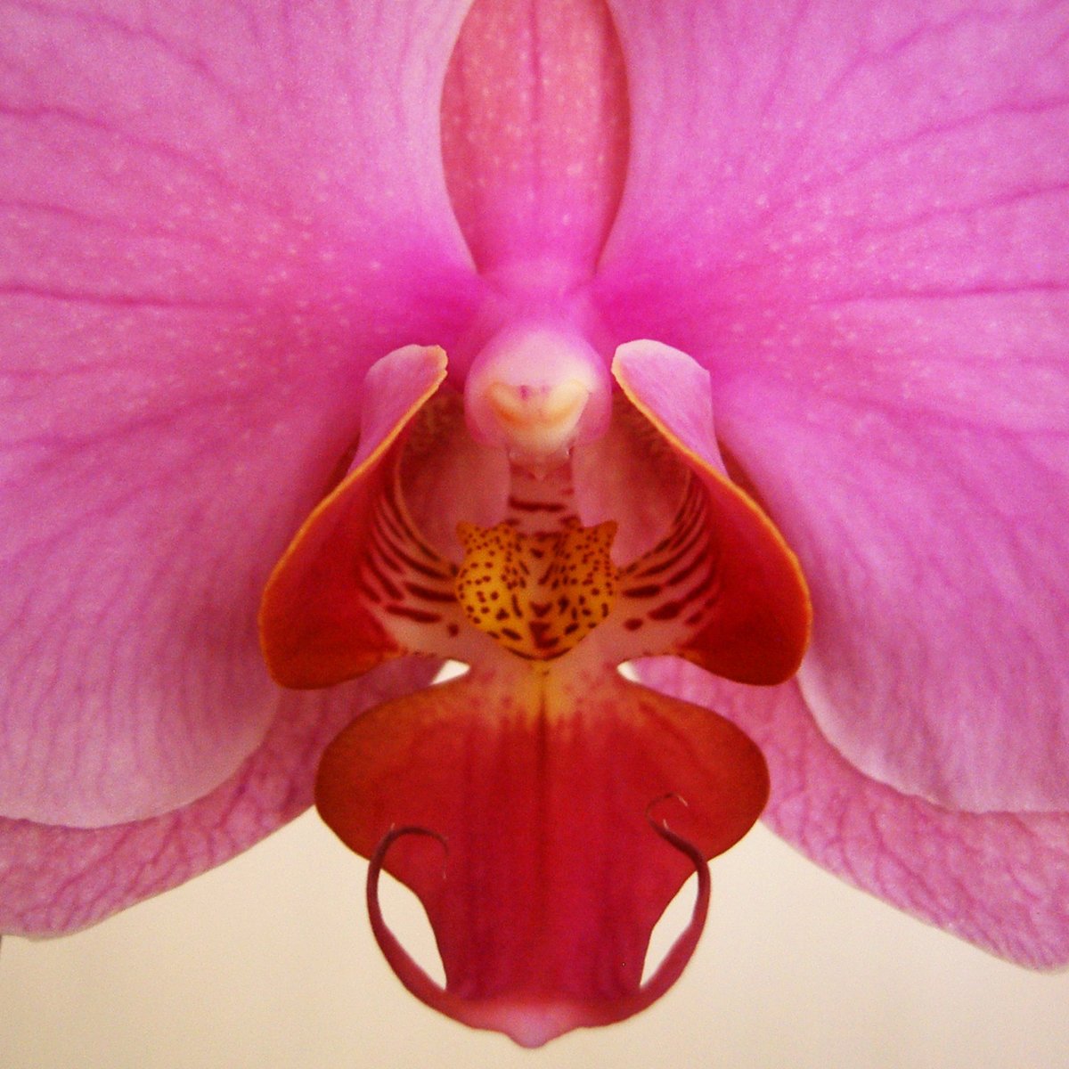 pink orchid pictures