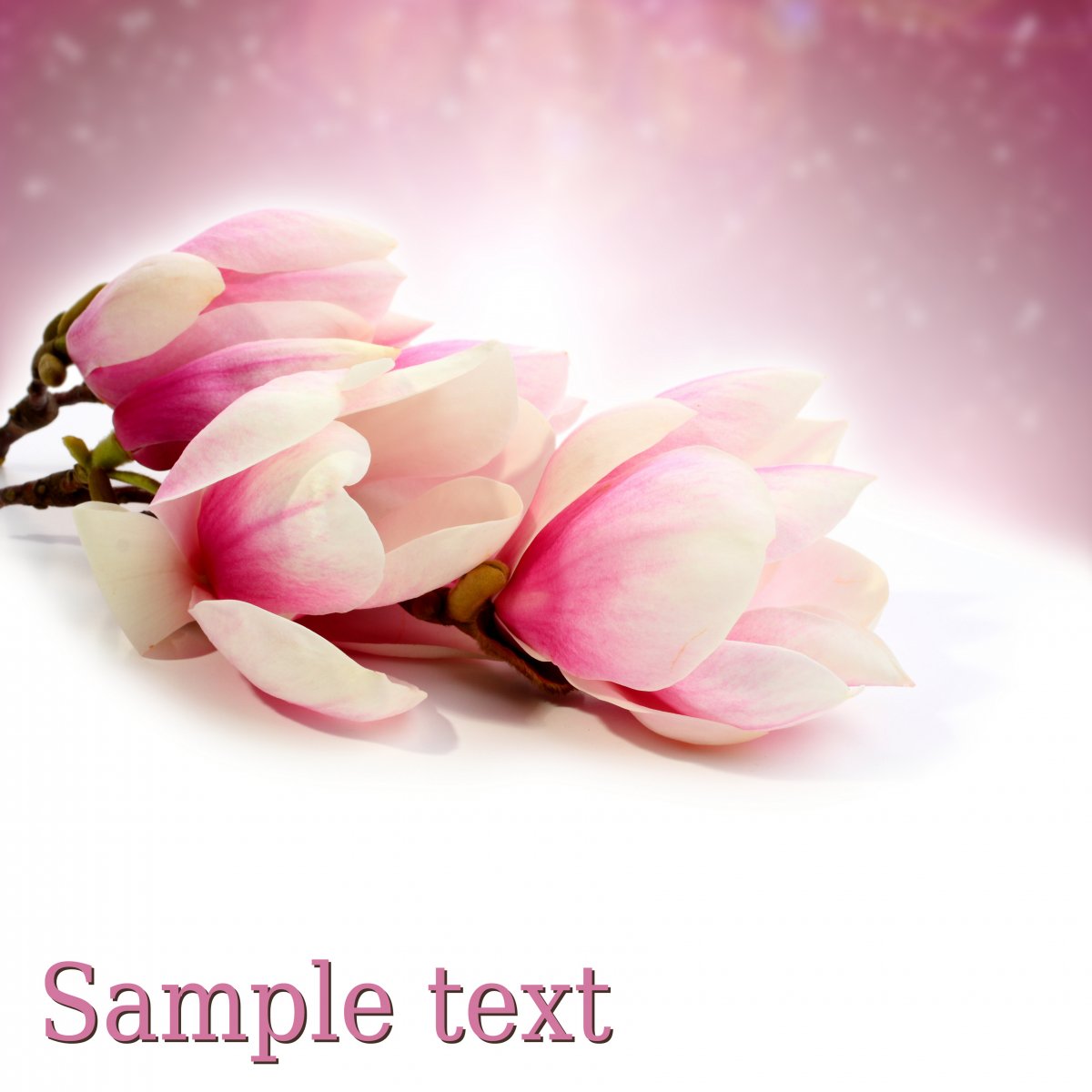 Pink elegant magnolia pictures
