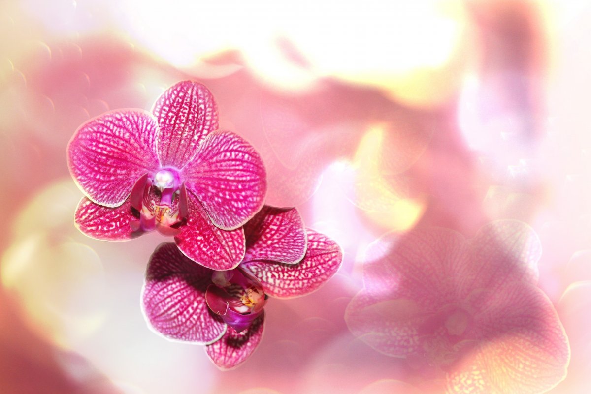 HD beautiful orchid pictures