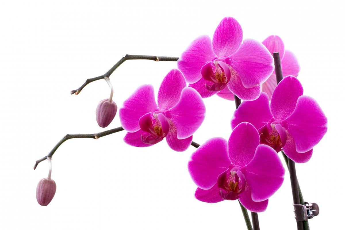 Fragrant orchid pictures