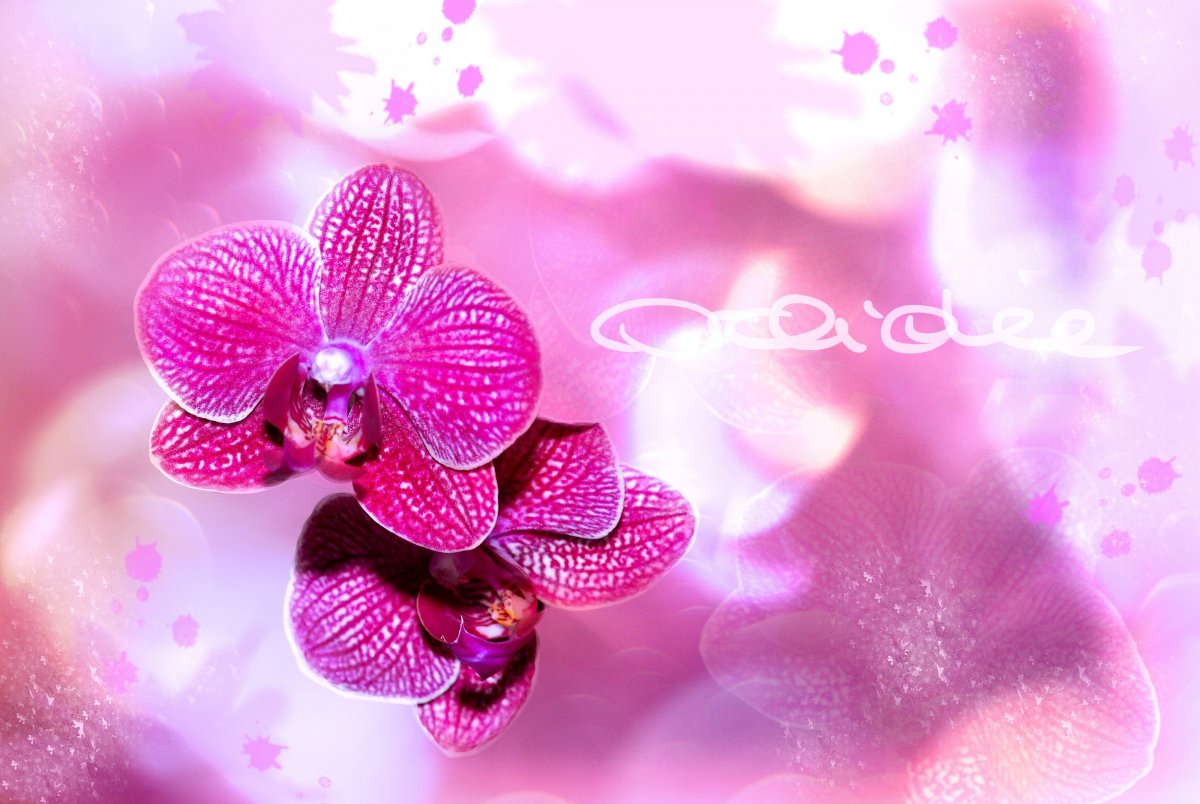 Fantasy Orchid Pictures