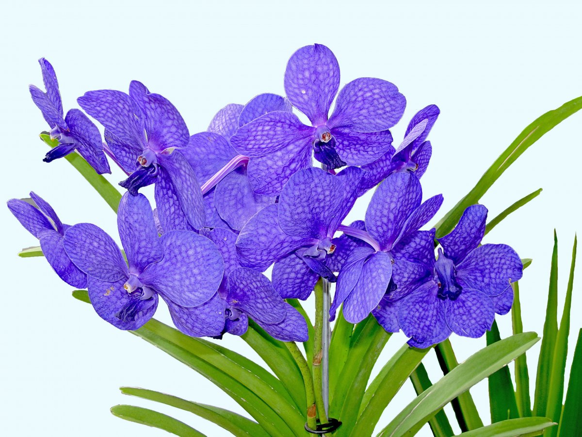 Purple Orchid Pictures