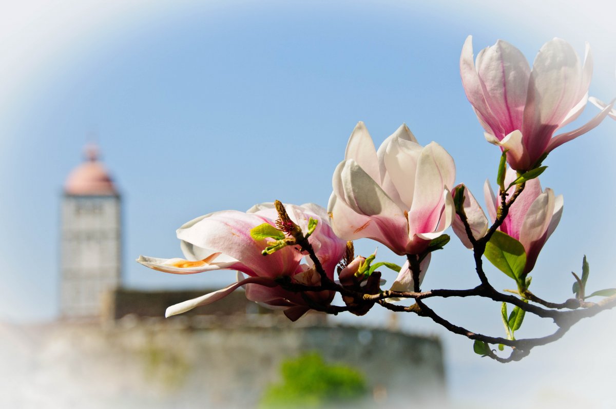Beautiful magnolia pictures
