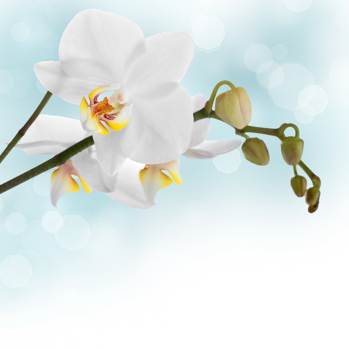 Beautiful white phalaenopsis pictures