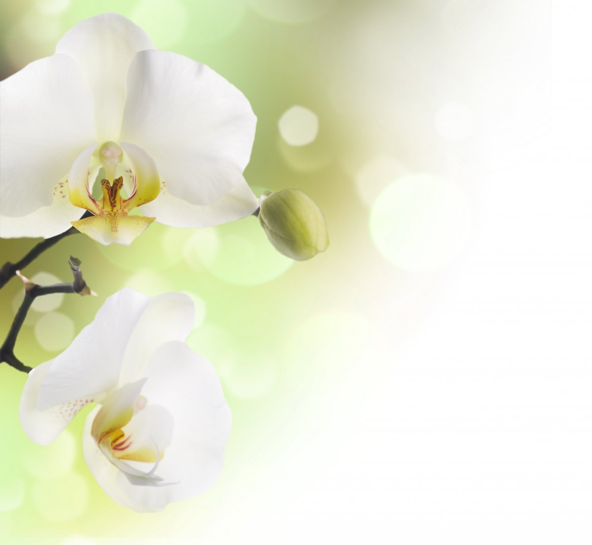 White orchid pictures
