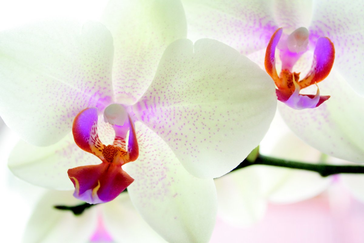 Elegant white orchid pictures