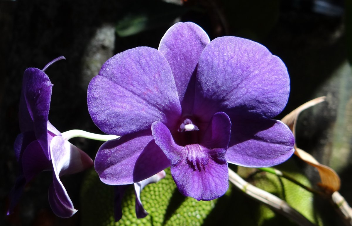 Dendrobium orchid pictures