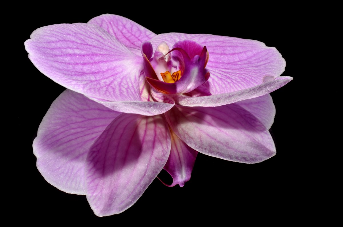 Lilac orchid pictures