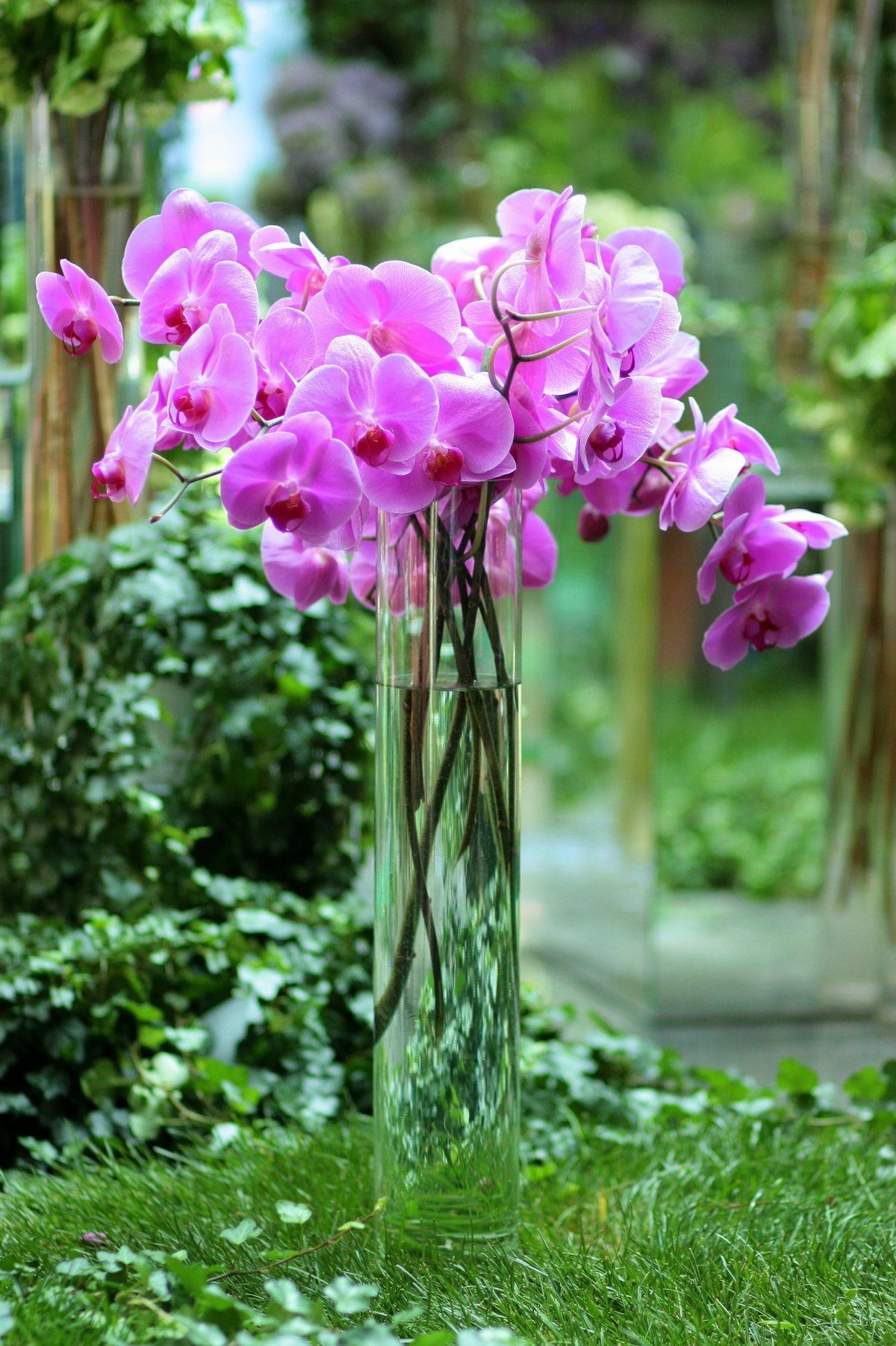 Flower Arrangement Orchid Pictures