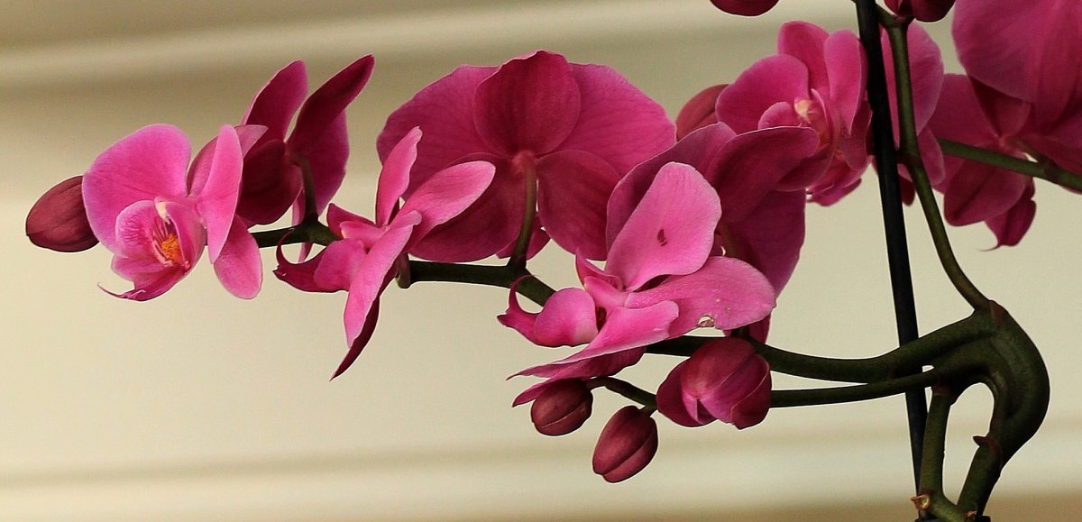 red orchid pictures