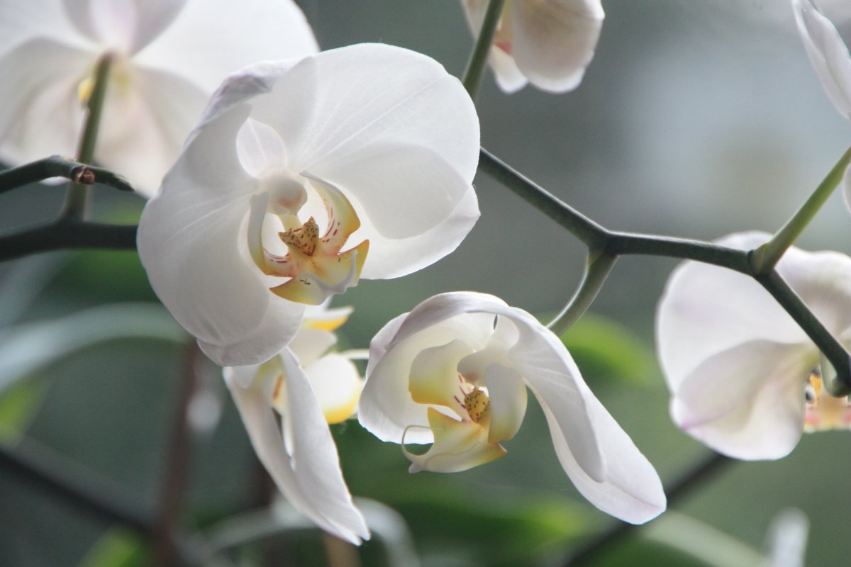 Elegant white orchid pictures