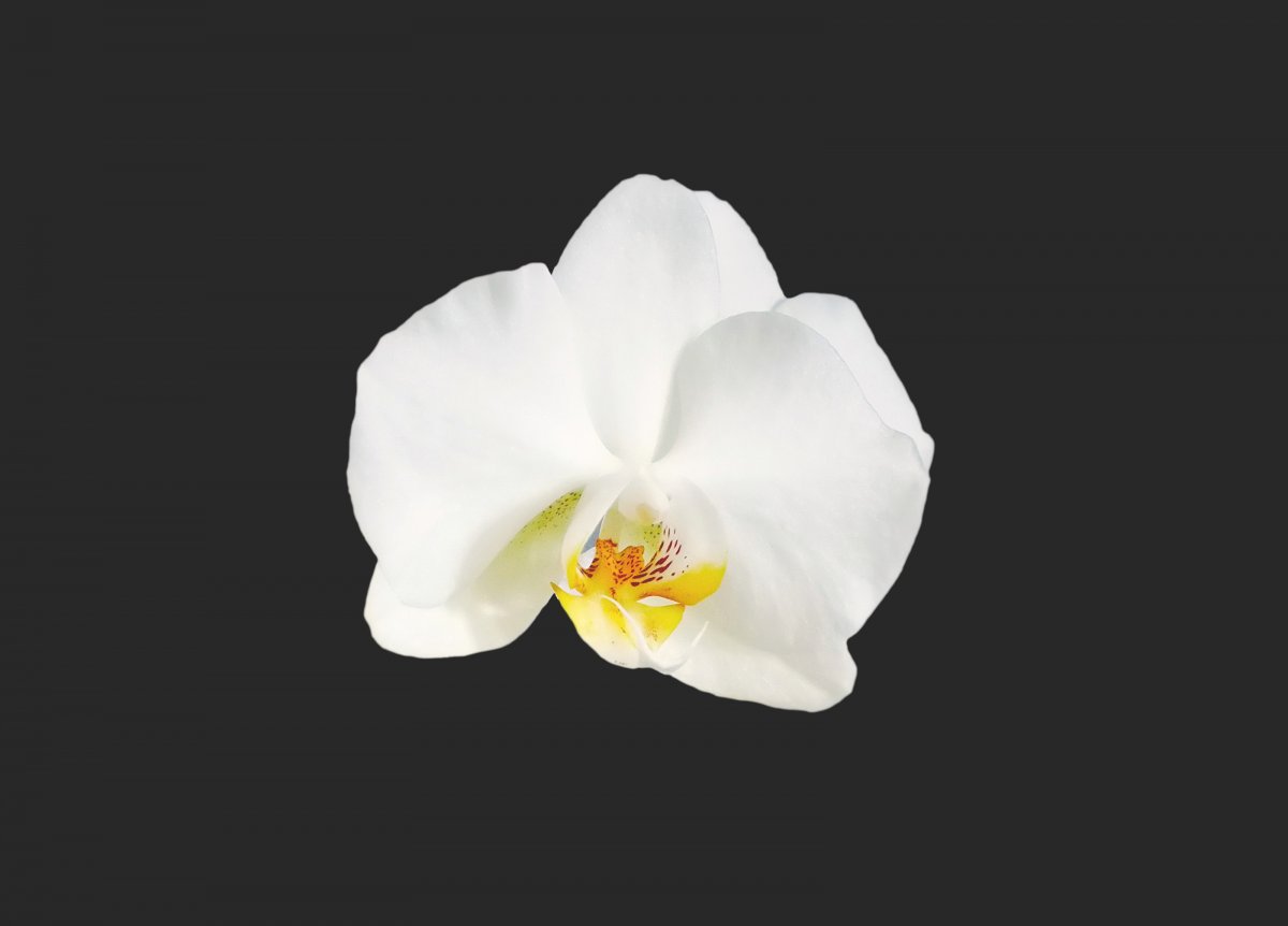 Picture of a white orchid