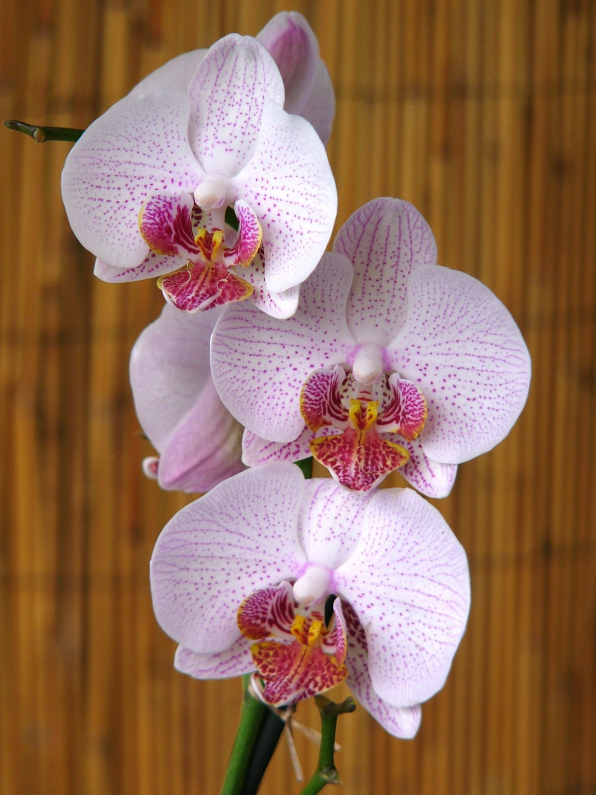 Pink Phalaenopsis Pictures