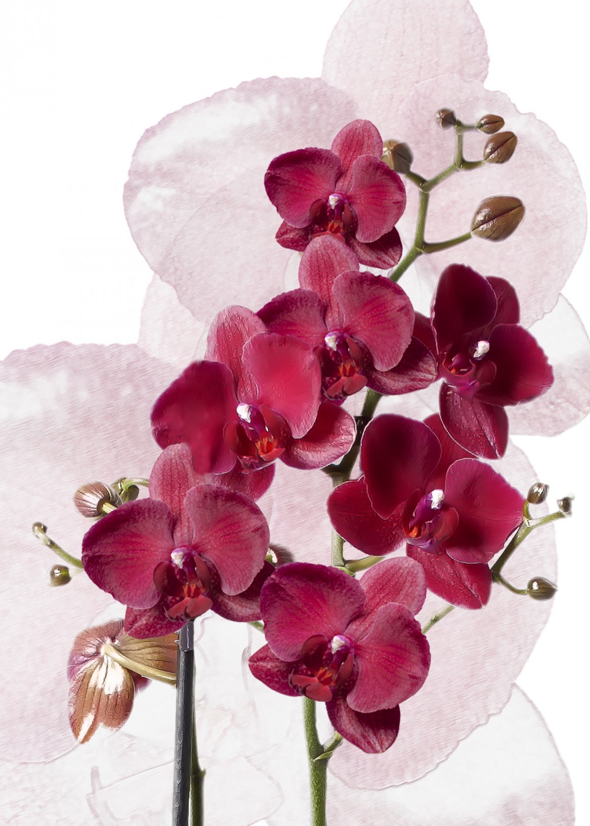 Ancient style red orchid pictures