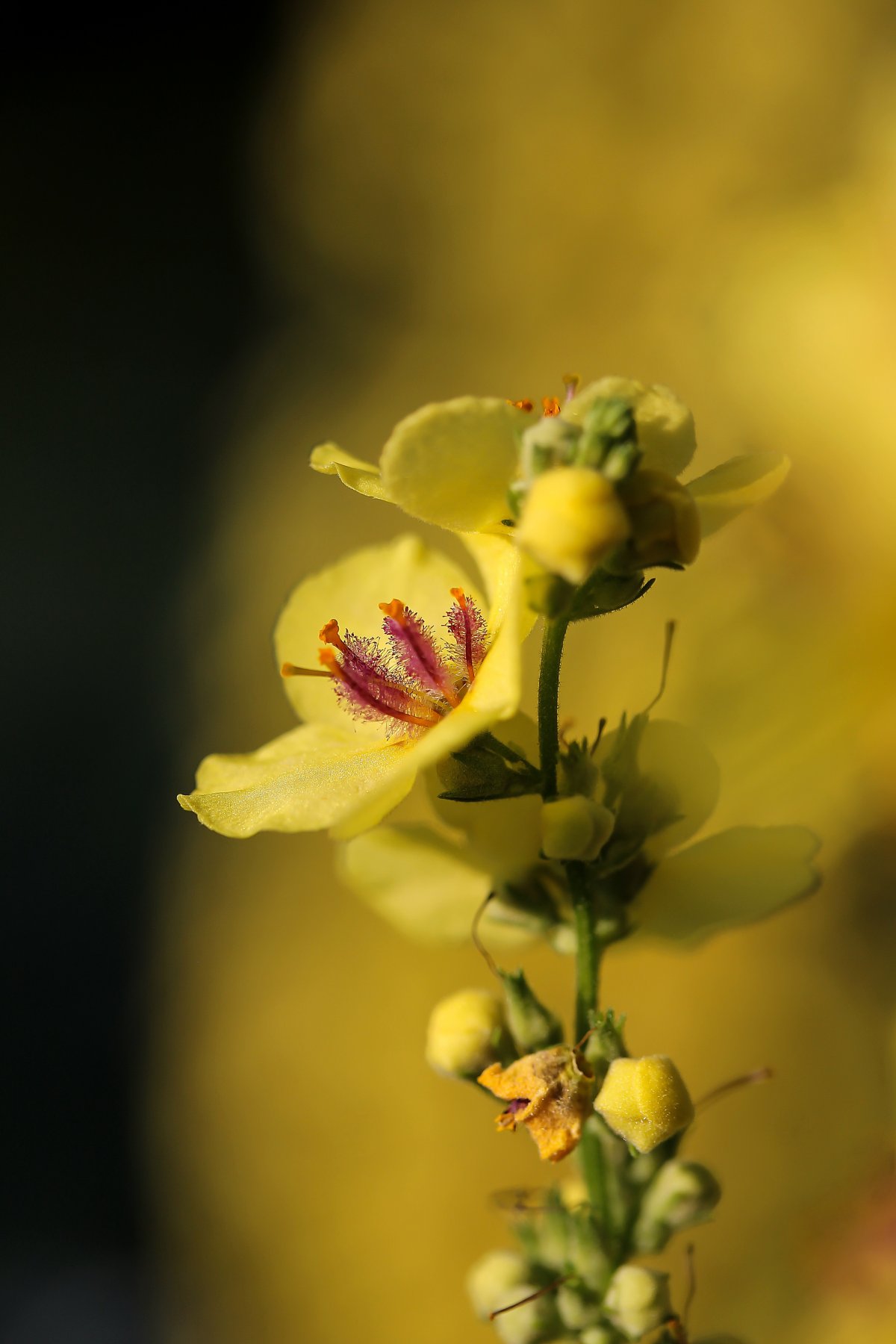 yellow orchid pictures