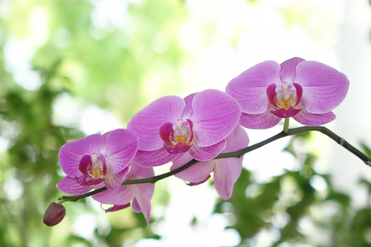 Phalaenopsis spring close-up picture