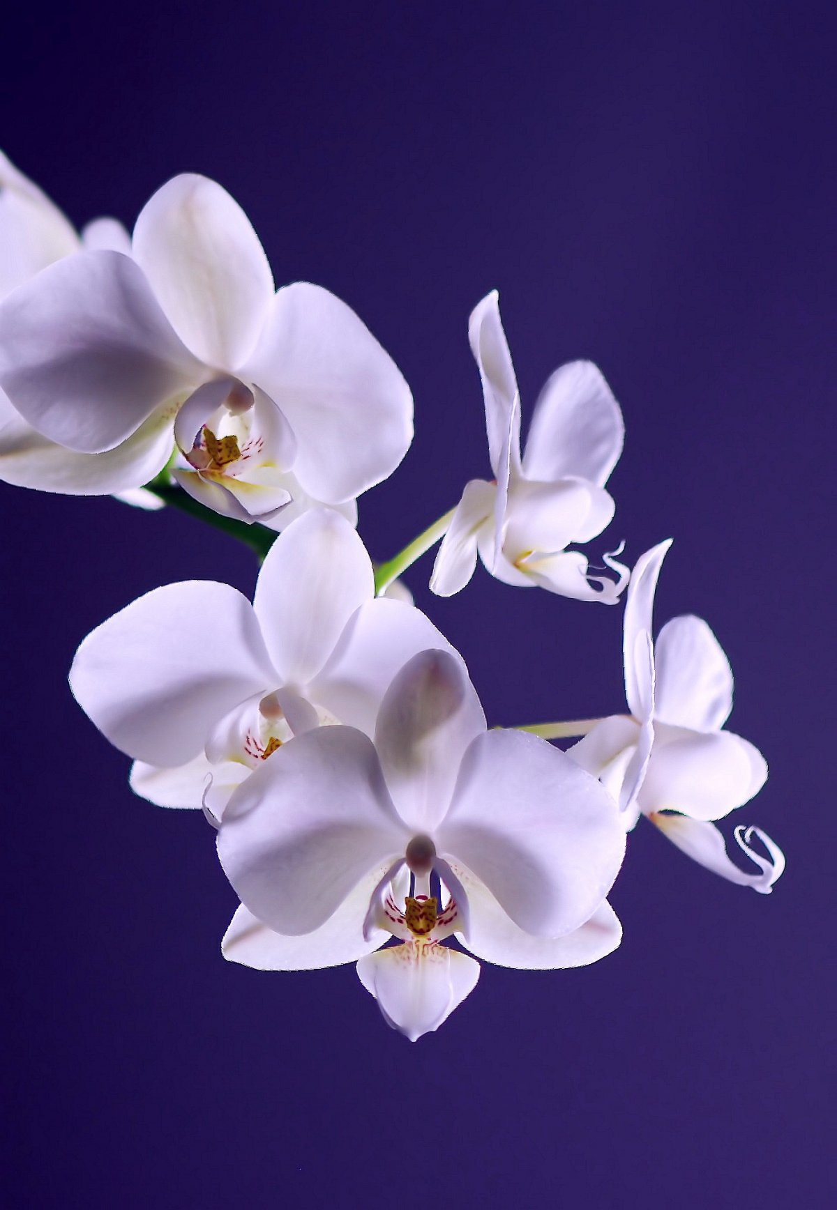 Snow white orchid pictures