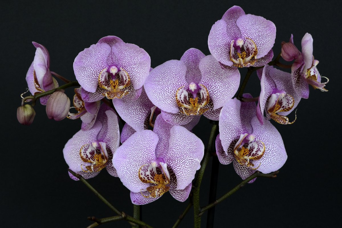 White and purple orchids pictures