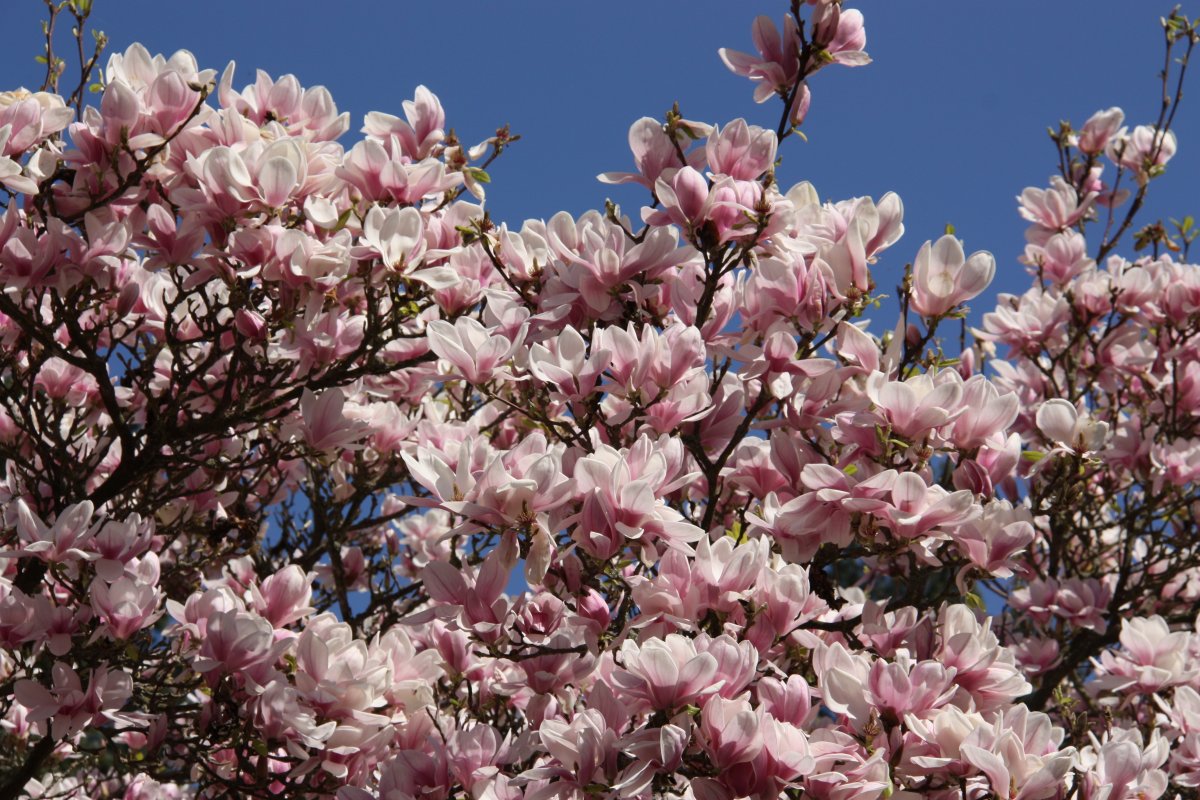 Beautiful pictures of magnolia flowers