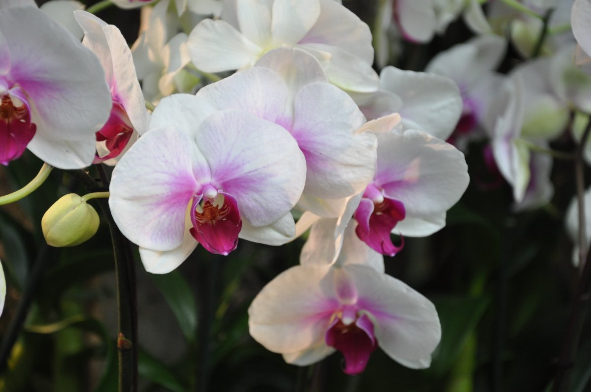 White orchids HD pictures