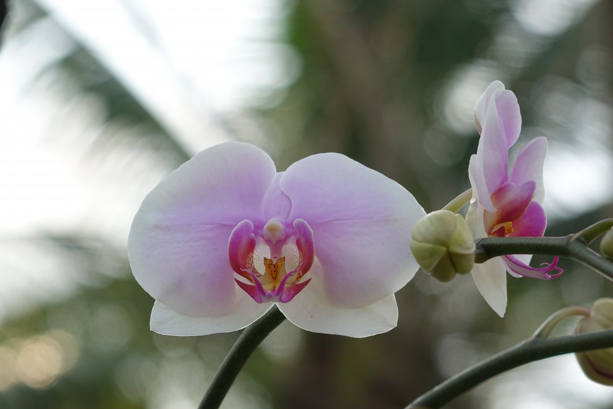 Spring pink and white Phalaenopsis pictures