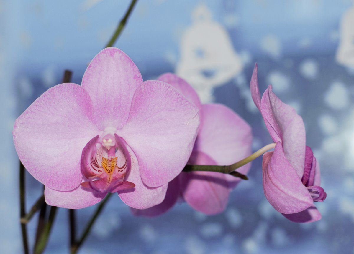 Pink Phalaenopsis Macro Picture