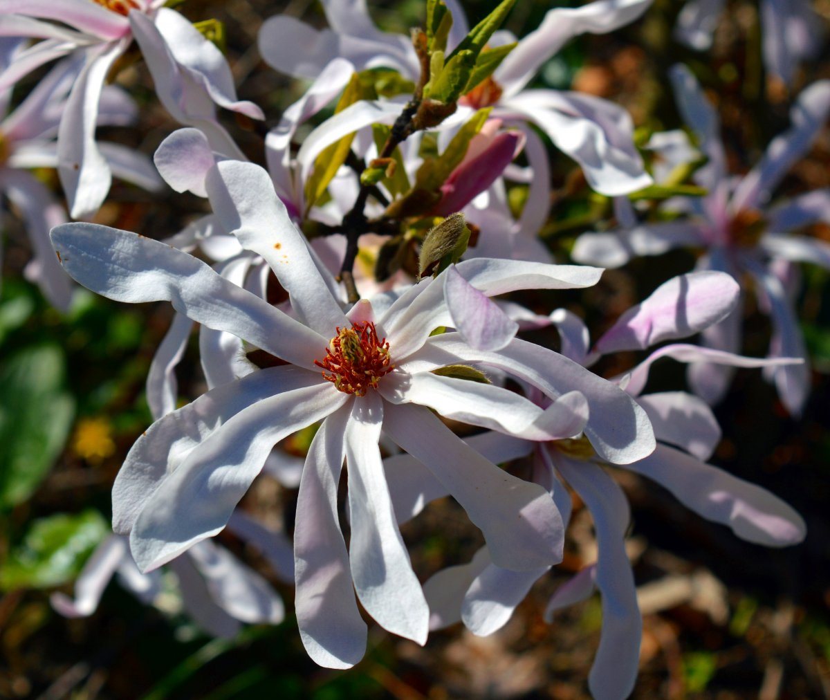 Blooming white magnolia flower pictures