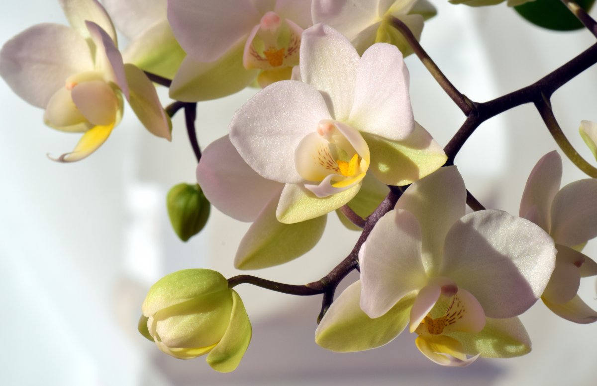 White Phalaenopsis HD Pictures