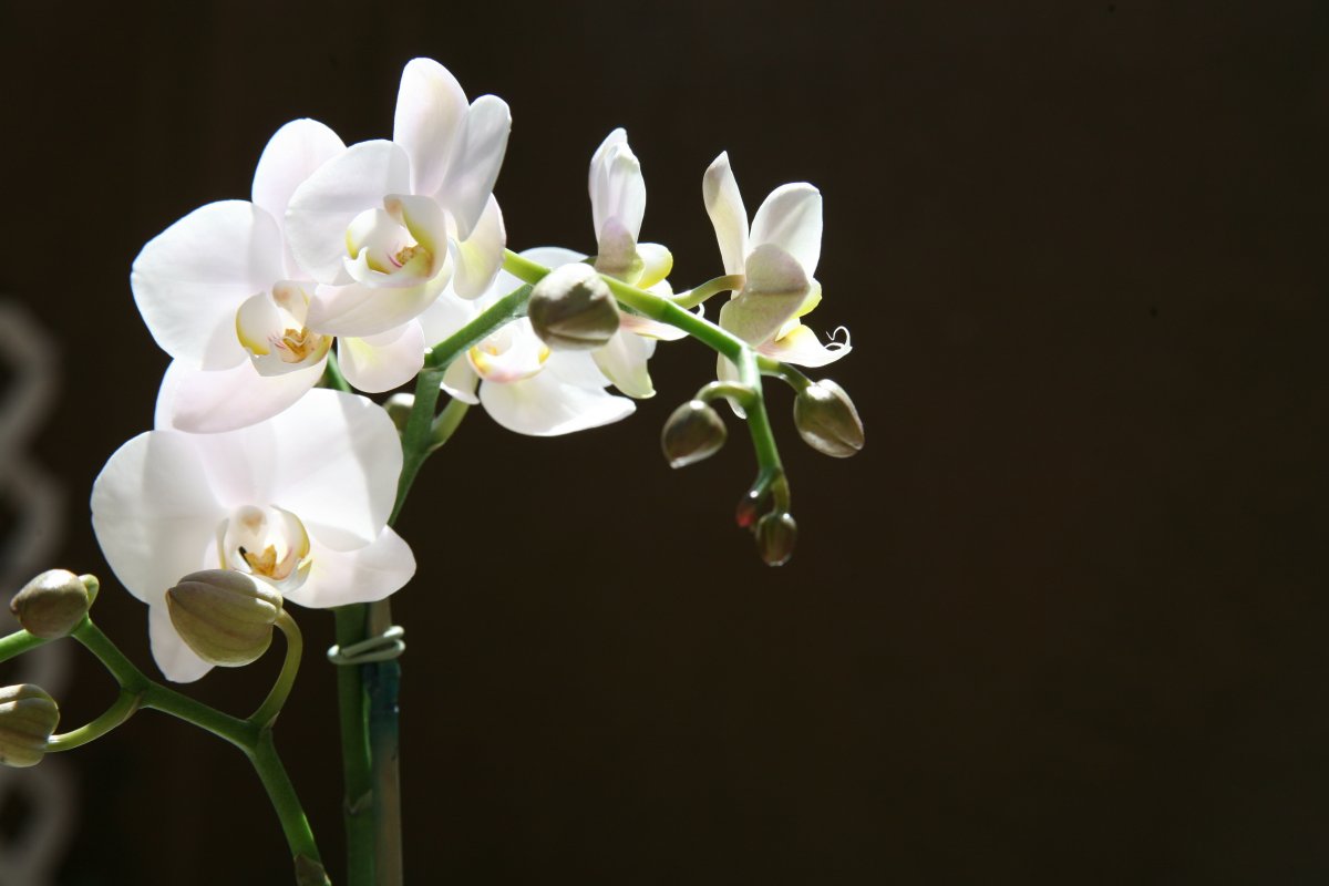 White Phalaenopsis Potted Plant Pictures