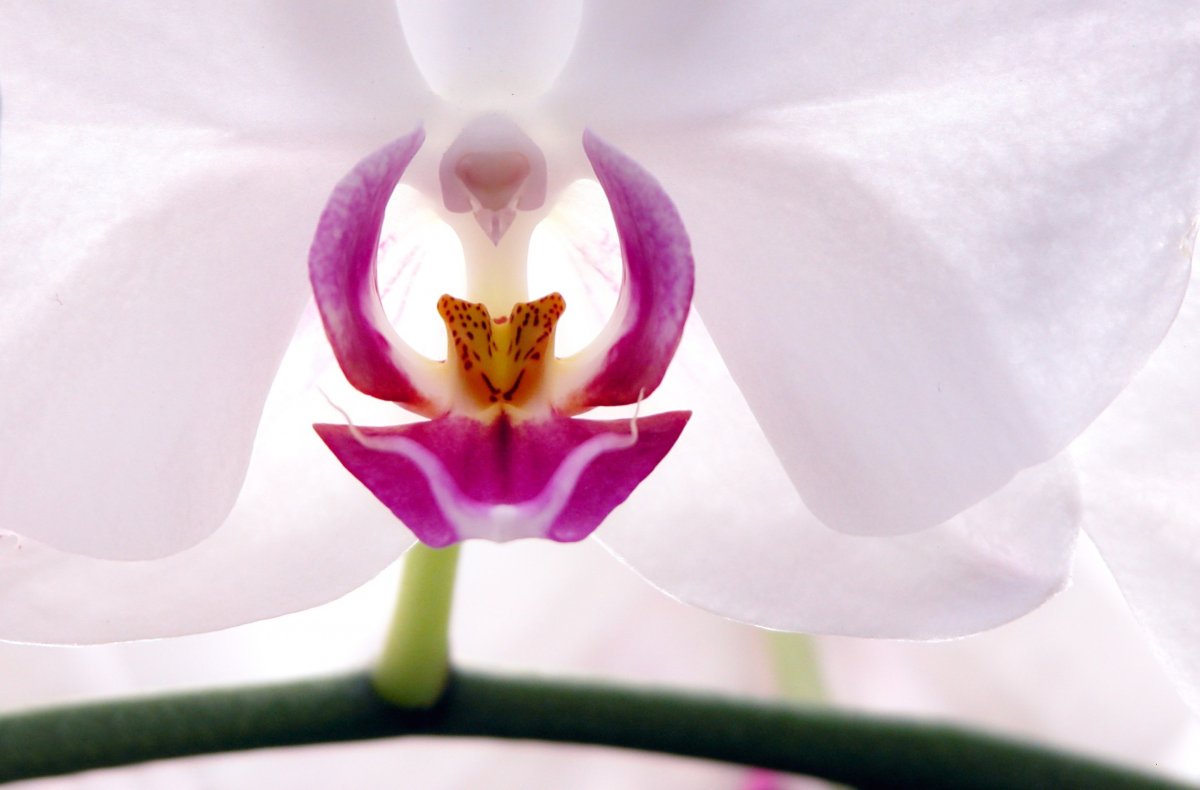 Orchid Macro Photography Pictures