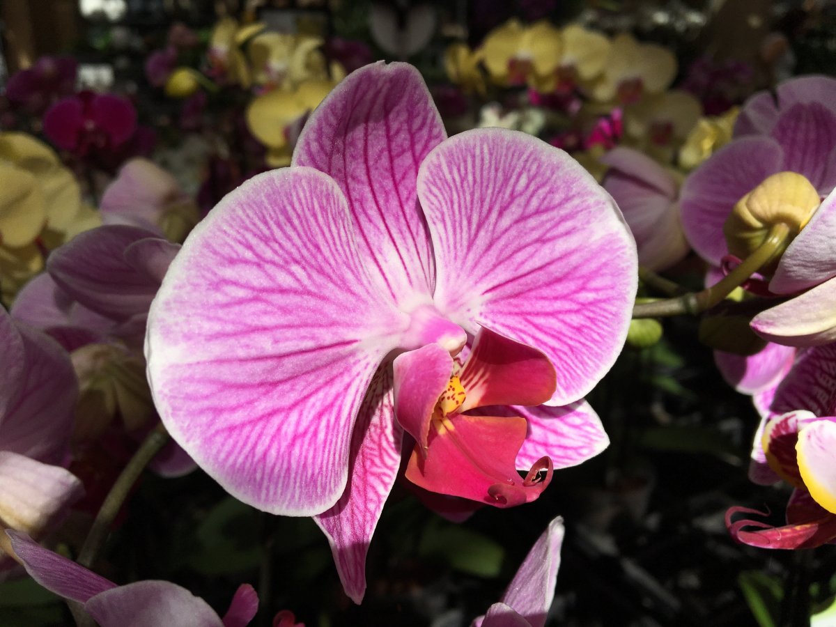 Close-up picture of pink butterfly orchid