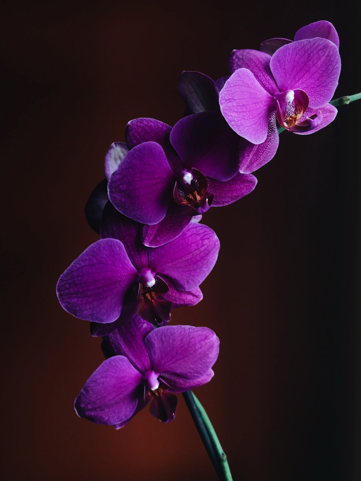 Pictures of purple Phalaenopsis varieties