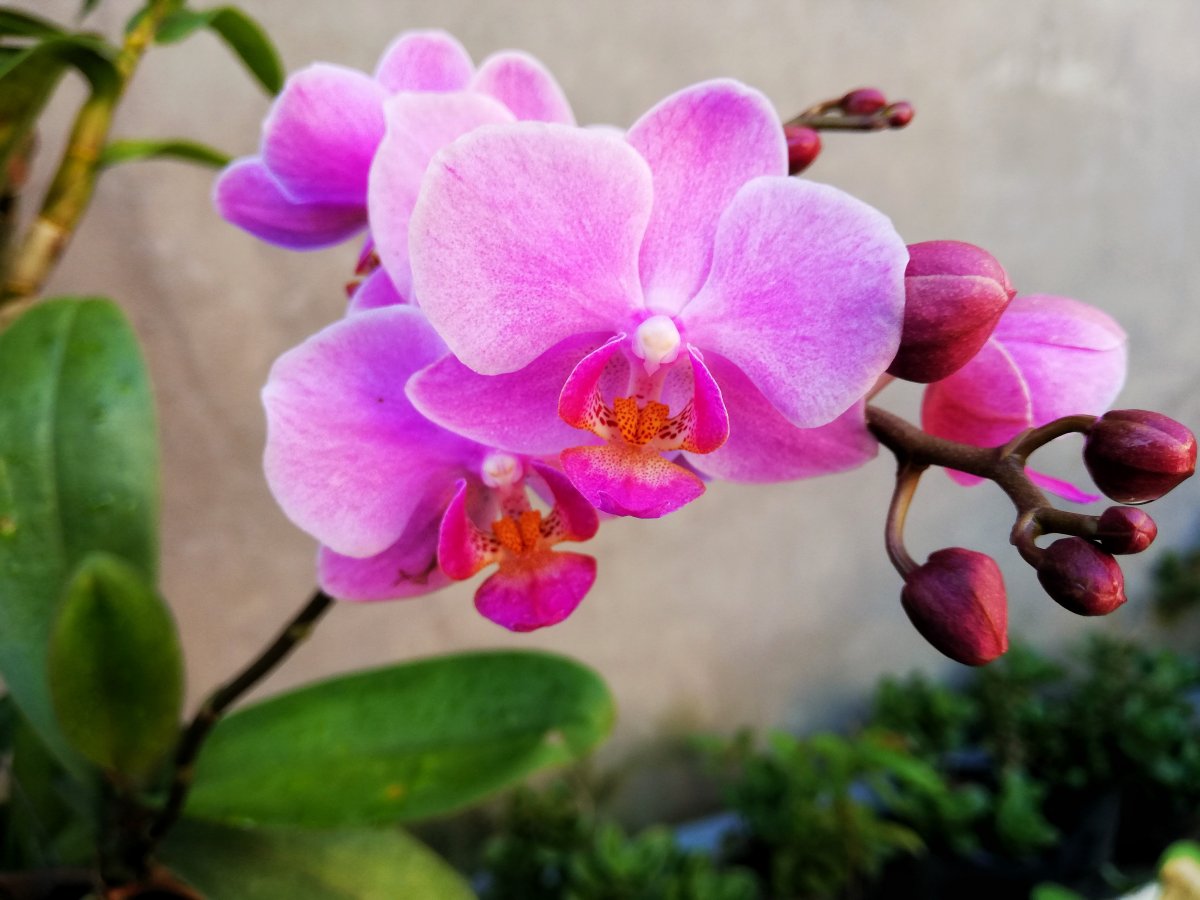 Beautiful Phalaenopsis Photography Pictures