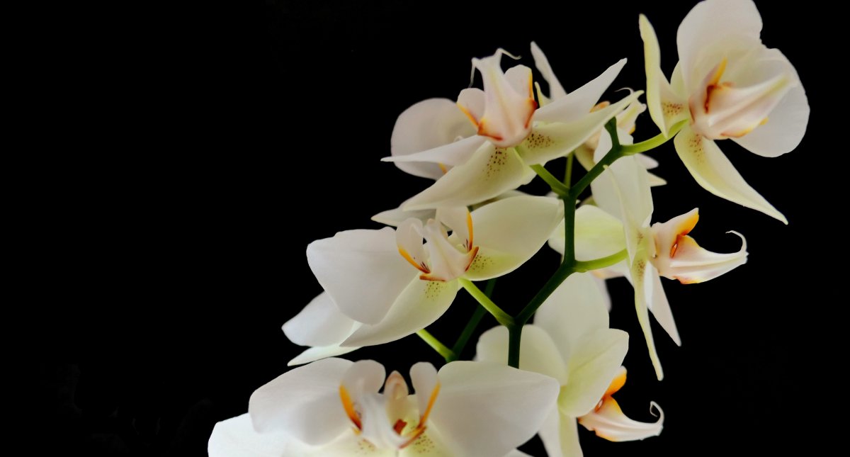 Elegant Phalaenopsis Pictures