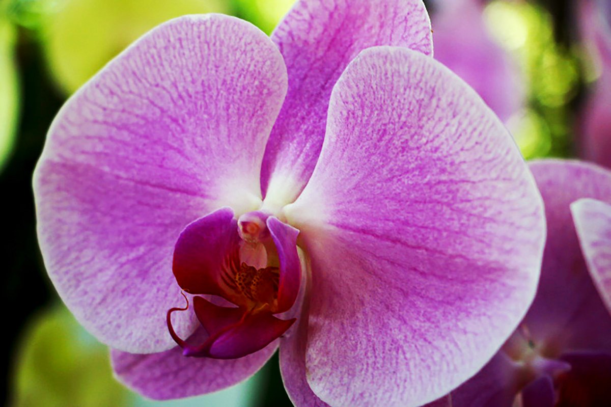 Purple Phalaenopsis Macro Picture
