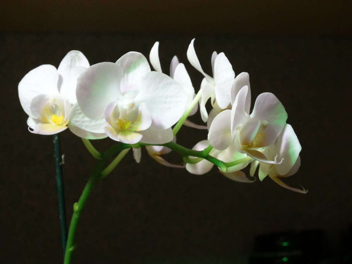 White Phalaenopsis Photography Pictures