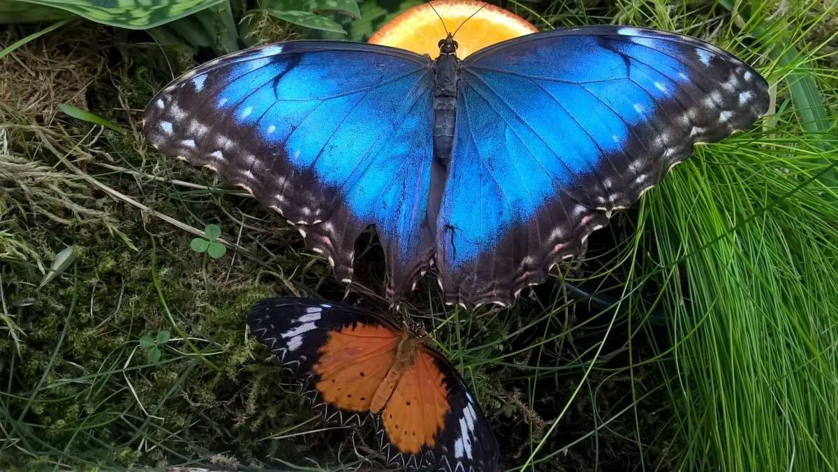 Blue butterfly HD picture