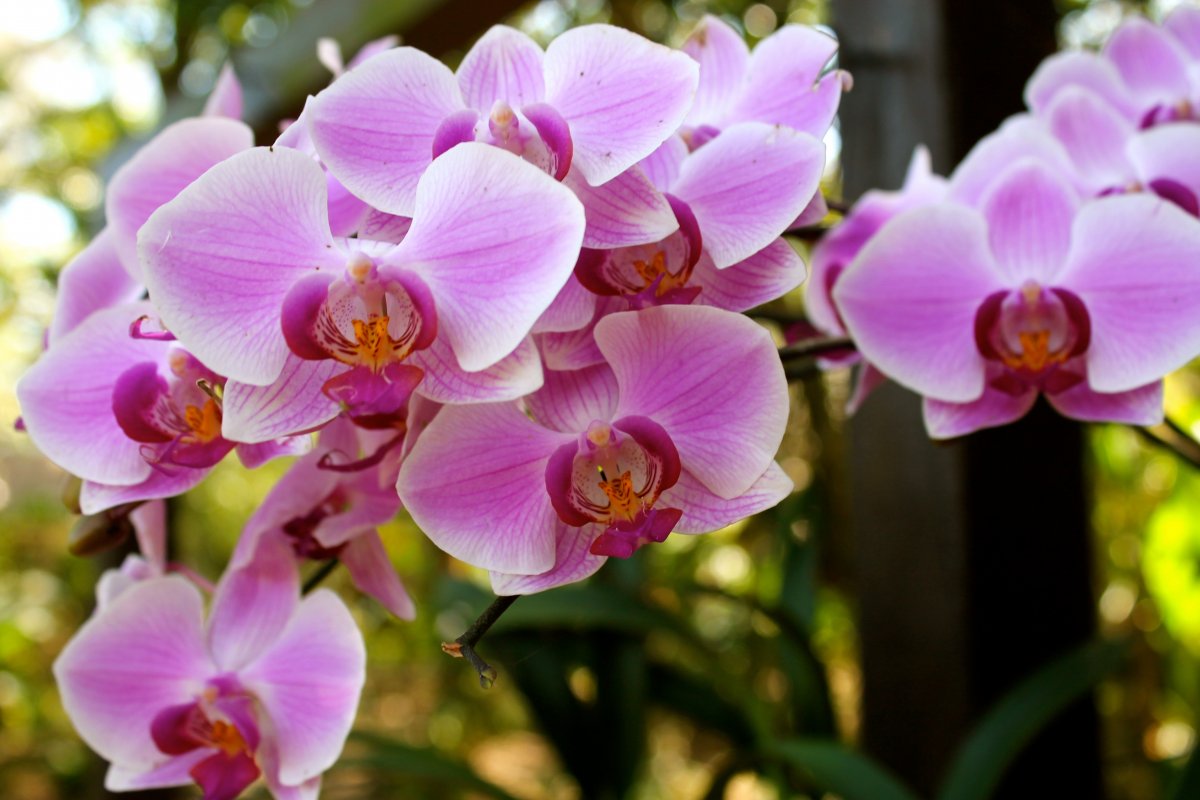 Phalaenopsis flowers HD pictures