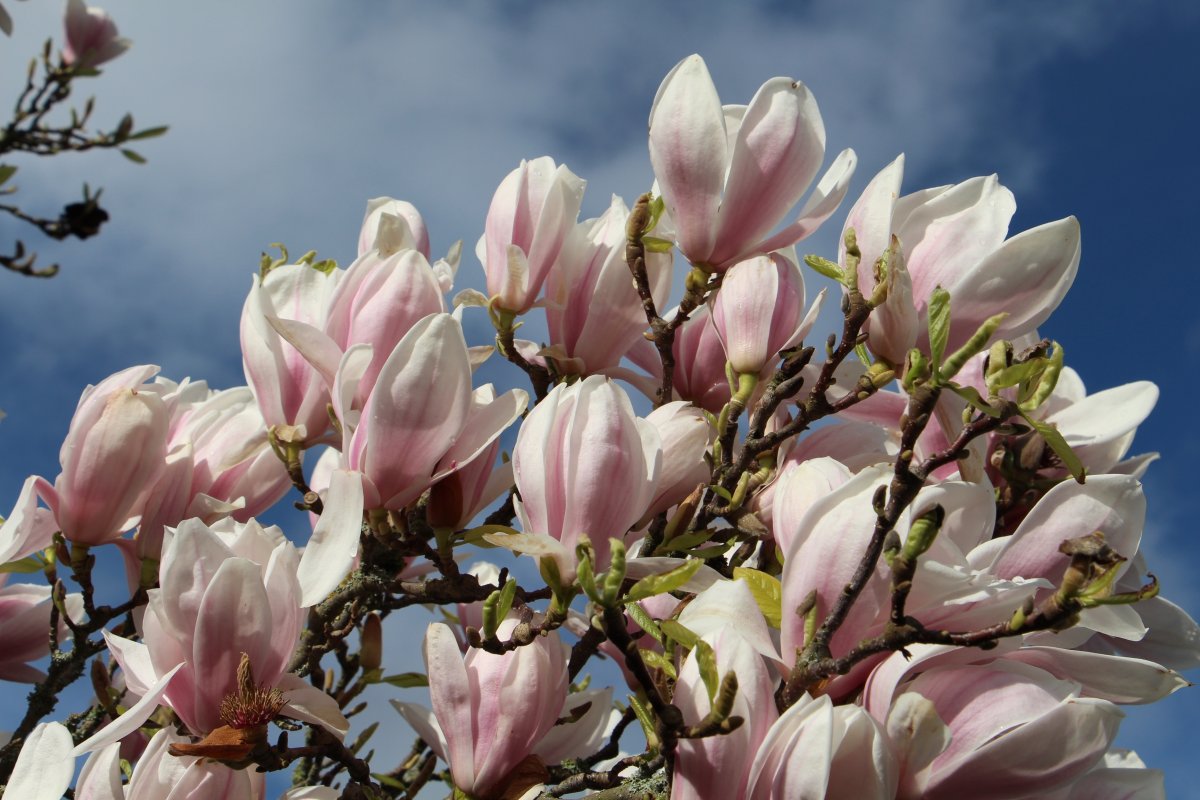 Light pink magnolia flower pictures