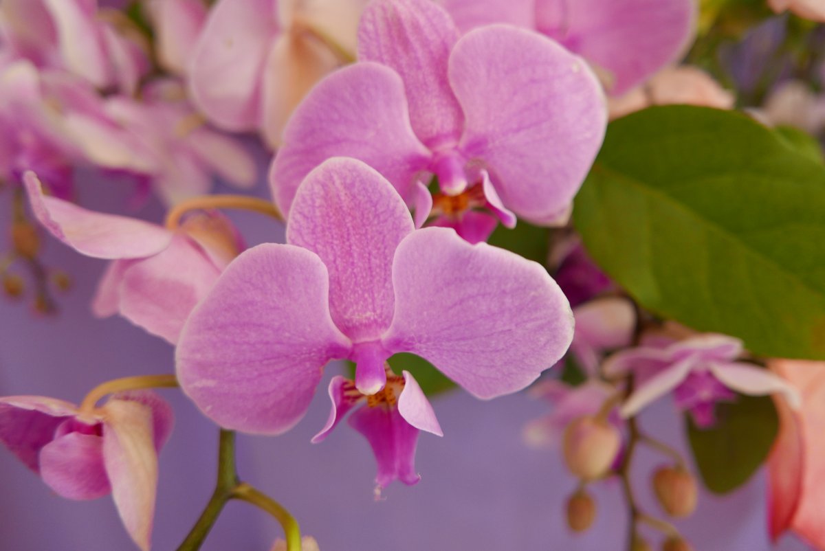 Pink Phalaenopsis HD Pictures