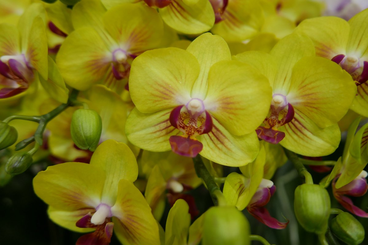 Yellow Phalaenopsis Flowers Pictures