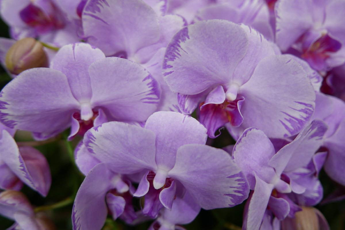 Purple Phalaenopsis Flowers Pictures