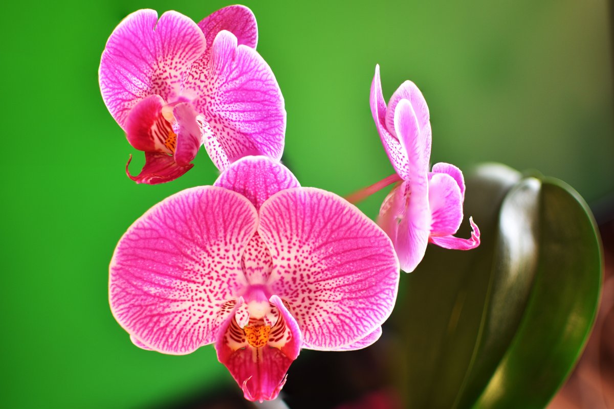 HD Phalaenopsis flower pictures