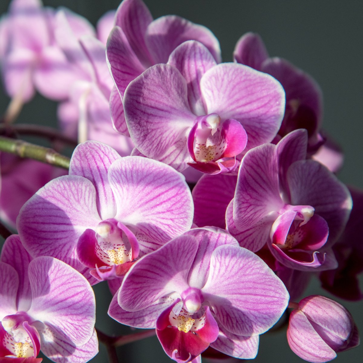 Phalaenopsis ornamental flower pictures