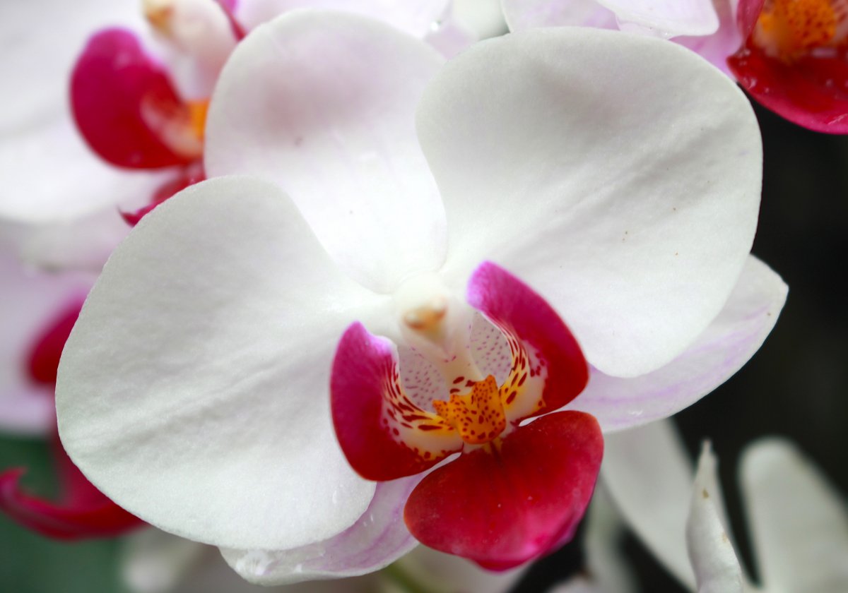 White Phalaenopsis Macro Picture